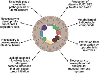 The Role of the Gut Microbiome in Pathogenesis, Biology, and Treatment of Plasma Cell Dyscrasias